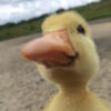 mjcrossley11